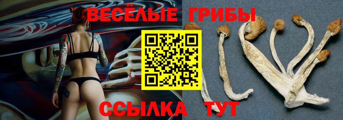 Дмитров  Псилоцибиновые грибы MAGIC MUSHROOMS  Вход с VPN 